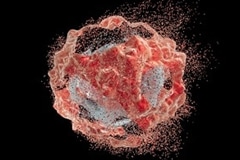 Антитела ламы могут быть сильным нанооружием против COVID-19 Антитела ламы могут быть сильным нанооружием против COVID-19