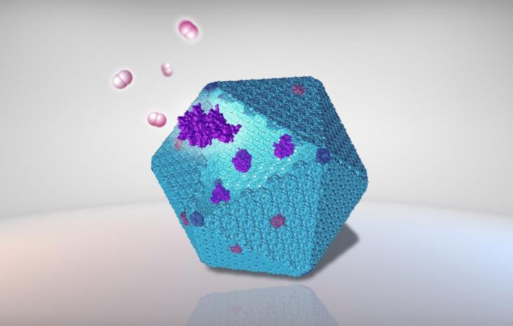 Бактериальные белковые клетки, используемые в качестве наноразмерных биореакторов для производства водорода Бактериальные белковые клетки, используемые в качестве наноразмерных биореакторов для производства водорода