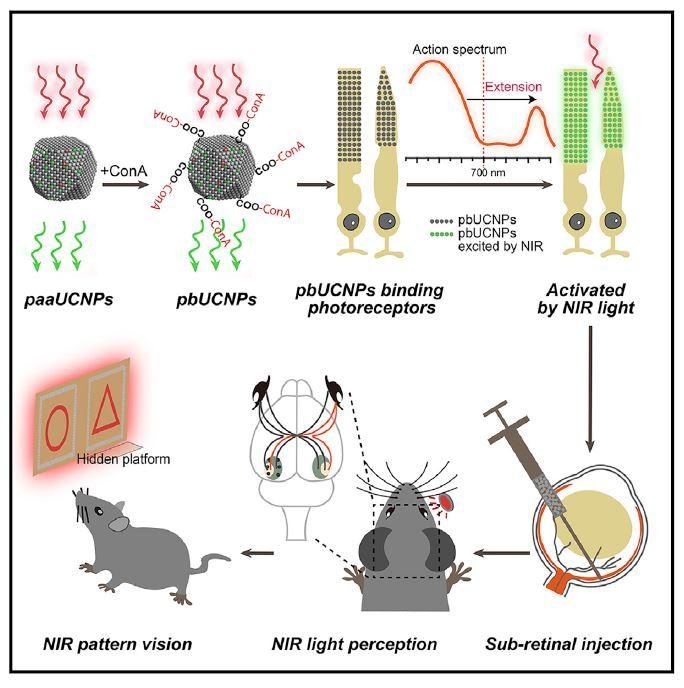 Биоинтегрированные наночастицы позволяют мышам видеть как инфракрасный, так и видимый свет