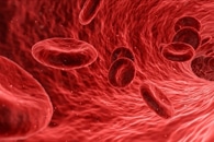 Биологические нанотела, прикрепленные к CRISPR, могут включать и выключать определенные гены Биологические нанотела, прикрепленные к CRISPR, могут включать и выключать определенные гены