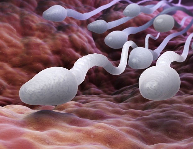 Диета влияет на сперму и здоровье потомства