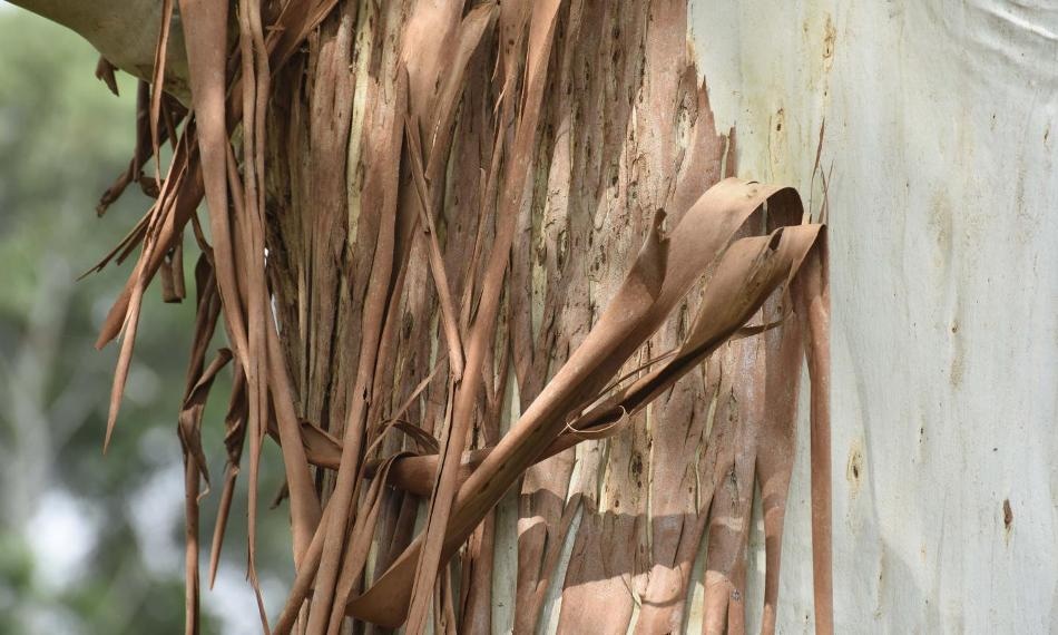 Экономически эффективный, экологичный способ получения графена из эвкалиптовых деревьев