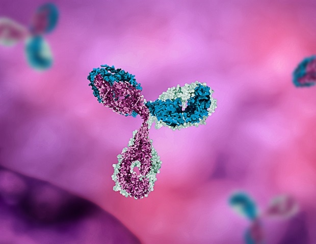 Исследование показывает, как иммунная система достигает разнообразия антител