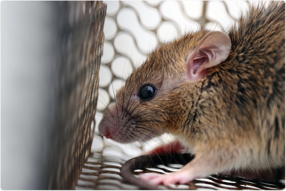 Исследование показывает зоонозный потенциал вируса сиалодакриоаденита крыс