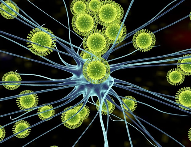 Исследование раскрывает последствия атаки вируса Зика на нервные клетки Исследование раскрывает последствия атаки вируса Зика на нервные клетки