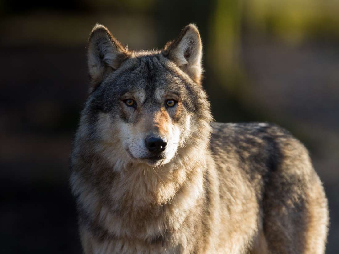 Исследования показывают, что волки более социально кооперативны, чем собаки