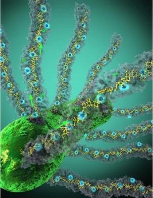 Исследователи раскрывают тайну бактериальной нанопроволоки
