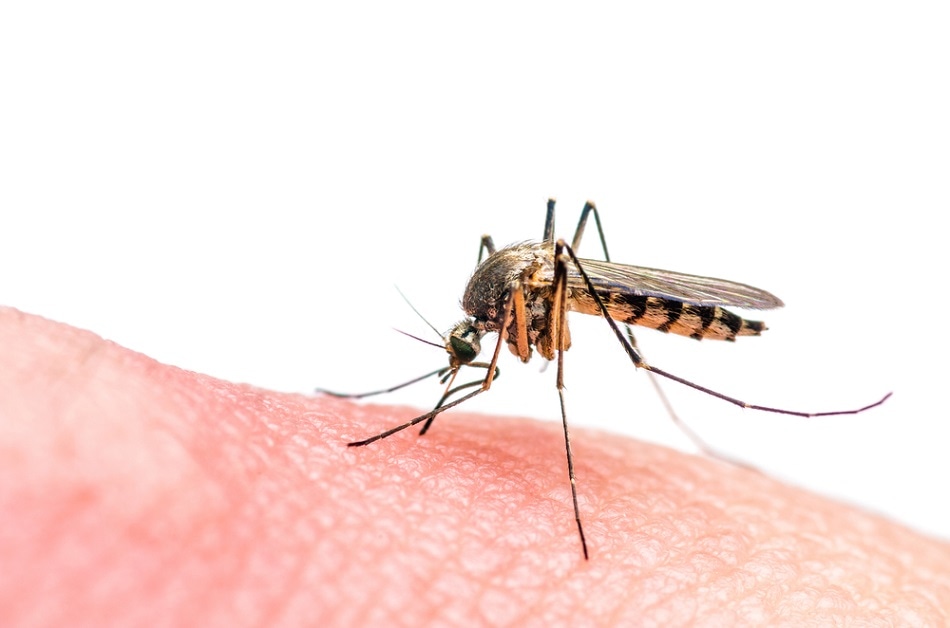 Как пленки на основе графена могут помочь защитить от укусов комаров
