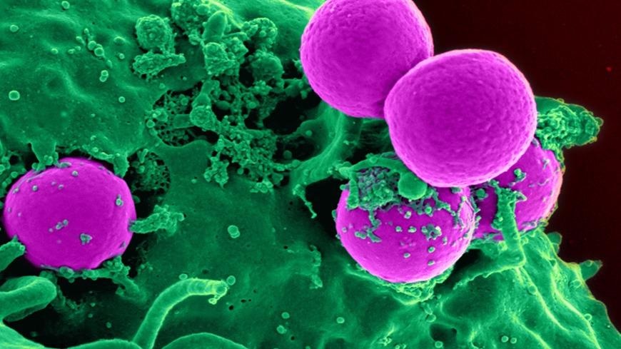 Комбинация наночастиц и биостекла может помочь в борьбе с вредными бактериями