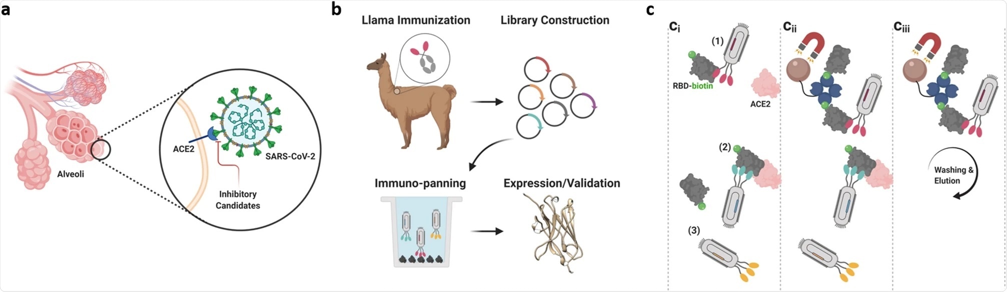 Многообещающие нанотела против COVID-19, произведенные ламами Многообещающие нанотела против COVID-19, произведенные ламами