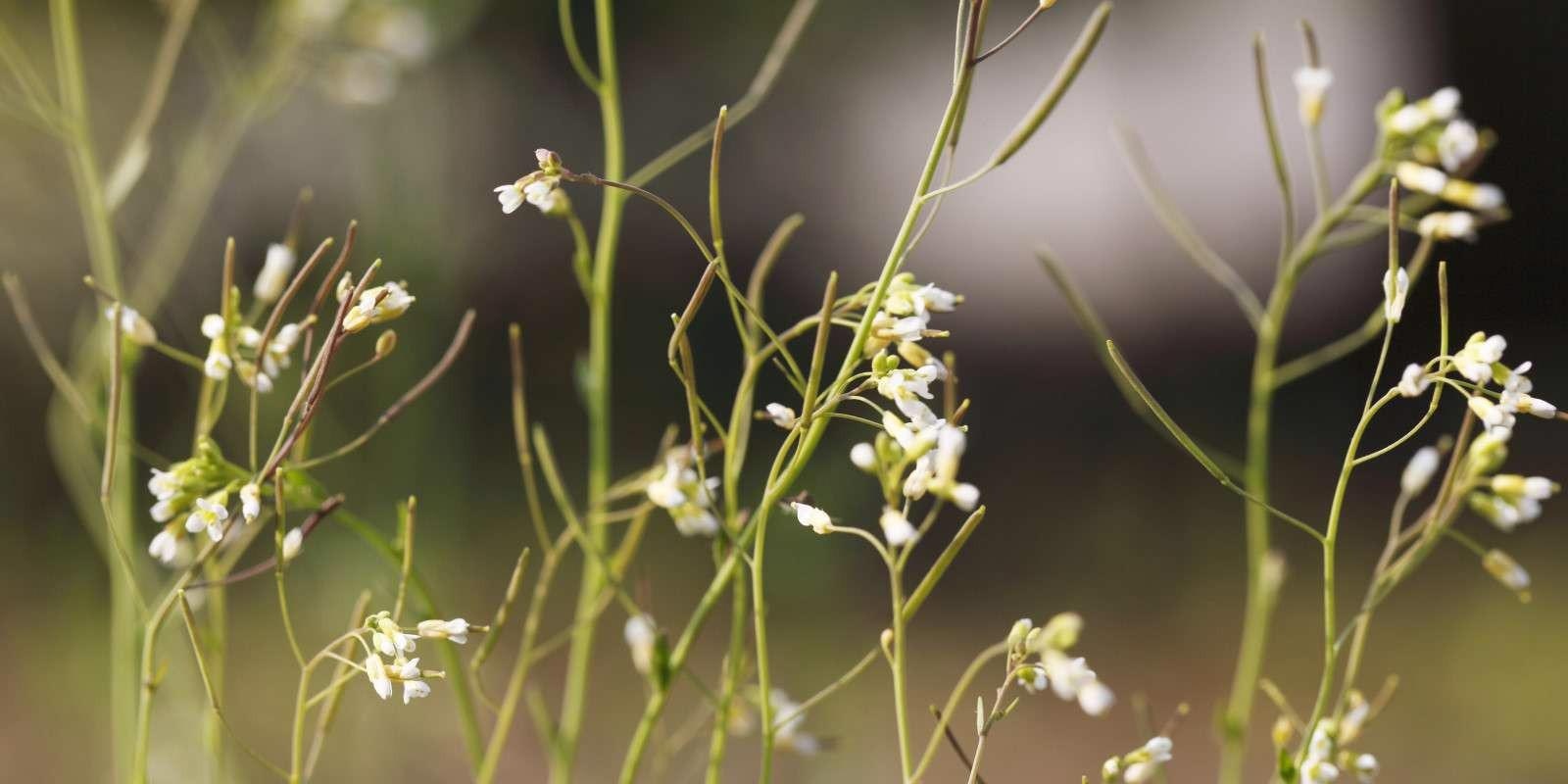 Наночастицы кремнезема могут действовать как разлагаемое средство против патогенов растений Наночастицы кремнезема могут действовать как разлагаемое средство против патогенов растений