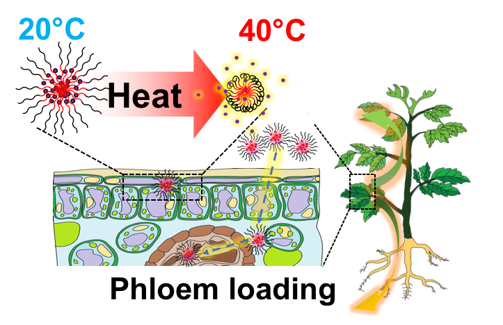 Наночастицы могут снимать тепловой стресс с растений