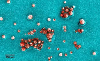 Новая нанобиотехнология демонстрирует замечательную способность бороться с грибковыми инфекциями