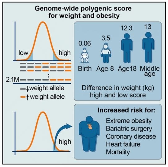 Новая система оценок, основанная на генетических маркерах, предсказывает риск ожирения при рождении
