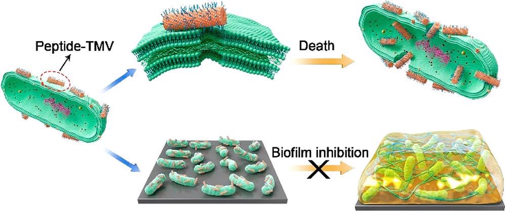 Новые наночастицы конъюгированного с пептидом вируса могут бороться с грамотрицательными бактериями Новые наночастицы конъюгированного с пептидом вируса могут бороться с грамотрицательными бактериями