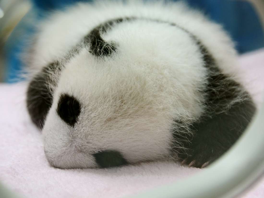 Почему детские панды такие маленькие? Исследование исследует