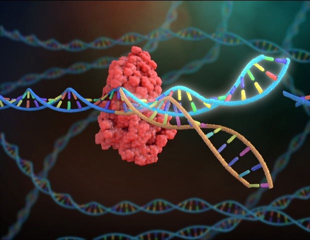 Поиск новых методов лечения мышечной дистрофии с помощью CRISPR-Cas9