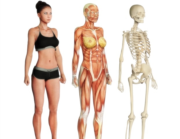 Ученые изучают, как разные гены танцуют в соответствии с циркадным ритмом