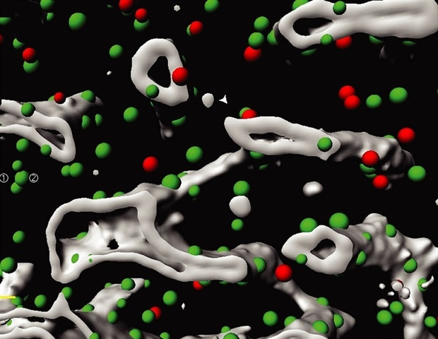 Ученые разрабатывают трехмерный атлас костного мозга для изучения заболеваний крови