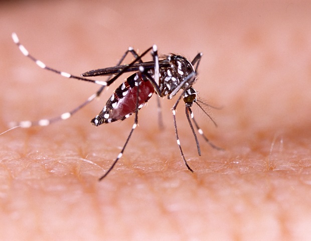 Заикание ДНК контролирует развитие эмбрионов комаров